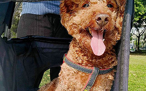 新北動保處查核賣場110件商品 保障毛寶貝食品安全