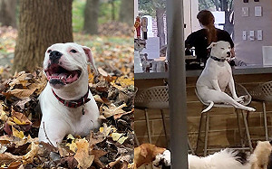 不想玩！狗狗厭世坐高椅：別碰我