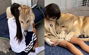 (影)狼犬性格羞如兔！抬眼殺萌倒眾網友