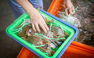 蟳蟹管理新制8月上路！抱卵母蟹禁漁期再延長2個月