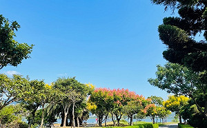 秋季紅色浪潮 新北河濱紅寶石之戀