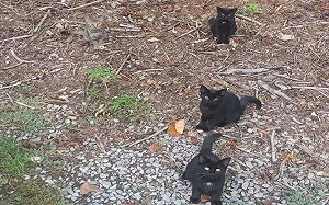 怎麼多一隻貓！爸驚：保護色太強