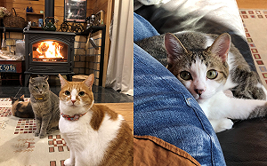 見大貓圍火爐邊　小喵傻眼：瘋了？