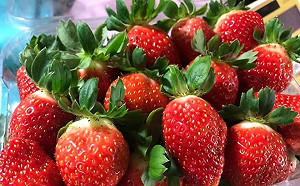 到處都是老鼠 吃草莓會得出血熱? 西安草莓農價格砍半還一斤都賣不出去