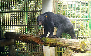 編號711東卯山黑熊恢復良好！林務局：朝野放方向準備