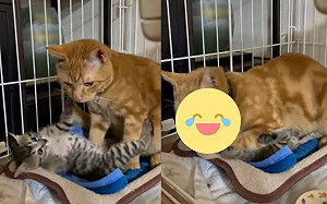 (影)小貓對前輩呼巴掌！下秒遭壓制教訓