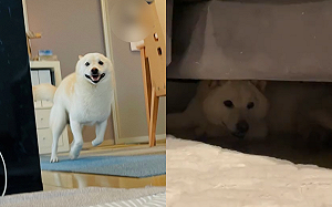 (影)白柴不肯動！主人祭這招效果超強