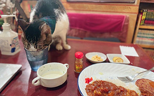 用餐被貓皇欽點！討水喝還給殺必死