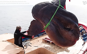 創下當地紀錄！西班牙捕獲2,000公斤巨大翻車魚