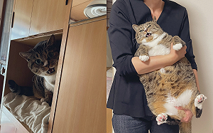 貓留阿公家大變形！竟成肥胖長方形