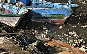 新北鼻頭漁港出現小海豹 潛水員將圍捕適時安置