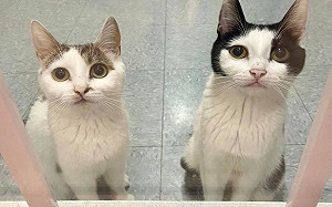 (影)2母貓互相牽尾巴！彼此緊靠求收編