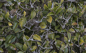 綠繡眼躲樹叢！攝影師：其實有兩隻