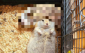 鼠鼠合體「T字」！舒服定格：好暖