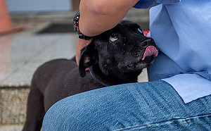 新屋毒狗事件頻傳 鄭文燦怒：儘速找出兇手.增監視器