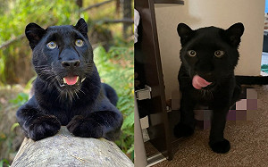 (影)黑豹「蹲這裡」如廁！ 網：都是貓