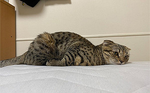 貓咪趴床耍廢！眾人笑：厭世星期一