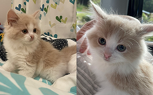 地震跟喵這樣做！小貓示範防災必做