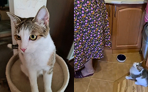 (影)洗碗時被當逗貓棒玩　網：貓好瘋！