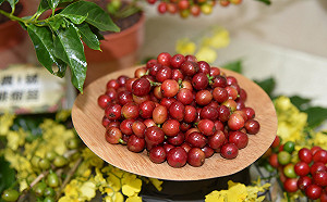 躋身精品咖啡界！首例台灣本土育成咖啡品種「台農1號」問世