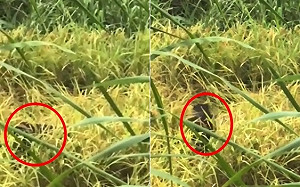 時隔半世紀台灣黑熊現蹤花蓮海岸山脈！陳吉仲：若發現立即通報