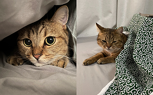 爽躺自製貓用暖桌！虎斑喵睡成大叔