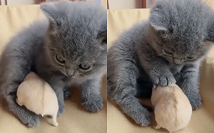 萌鼠想抱抱！奶貓傻眼後退：冷靜點