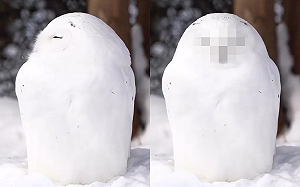 驚見雪人會轉頭？網見真面目笑了