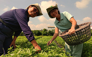 歐日夯羅勒！百萬年薪不是夢 農友力推外銷聯盟