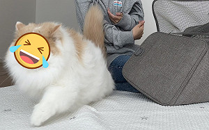 奴才抱貓被逃脫！網看牠表情笑翻