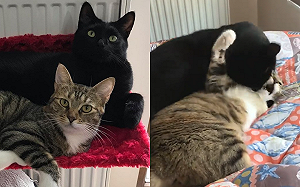 這個愛太窒息！黑貓手壓虎斑瘋吻