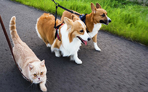 (影)短腿貓散步狂奔！狗狗一臉茫然苦追