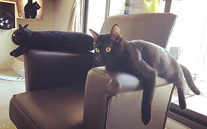 黑貓絕密隱身技超萌　真假難辨！