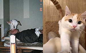 (影)愛貓撒嬌瞬間　17秒影片超療癒！