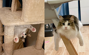 驚見愛貓神秘懸空　奴才：超能力？