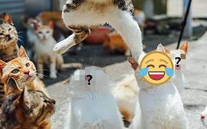 捕捉貓咪跳躍瞬間！網笑翻：太有戲