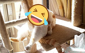 橘貓睡姿太奇葩！網笑：是喝醉大叔
