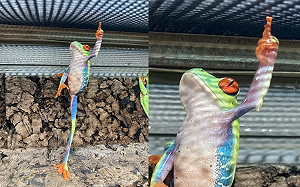 樹蛙「單指頂天」！網笑：姿勢帥爆