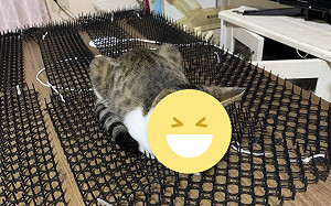 「驅貓神器」有用？網笑炸：變按摩