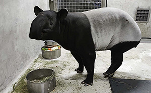 輕熟女「Putri」來台配對小鮮肉！北市動物園盼再添馬來貘寶寶