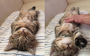 (影)小貓睡覺躺直線！網狂喊：想吸肚皮