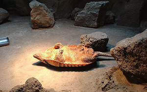 犰狳翻肚做日光浴！網笑：好chill