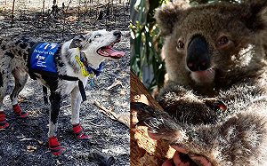 澳森林大火釀災　狗狗救百隻無尾熊