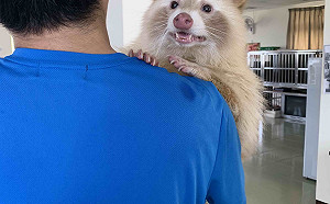 新北狂犬病疫苗巡迴注射已逾50場 金黃色浣熊也來排隊