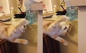 (影)橘貓開飲水機暢飲！網笑：成精了？