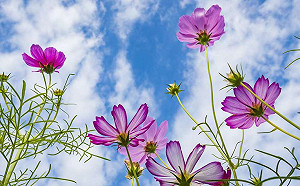 賞花踏青小旅行！關渡秘境5公頃繽紛花海讓人忘記喧囂