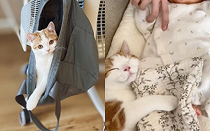 (影)奴才想帶離嬰兒　貓竟捨不得伸手抱