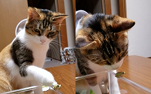 (影)你是什麼東西？好奇貓咪狂摸小青蛙