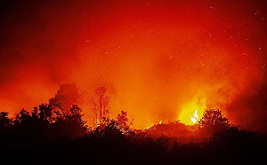 印尼向後轉! 稱COP26不公平 翻臉不認帳減少森林砍伐承諾