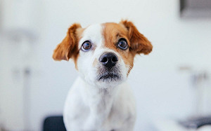 狗竟對聲音恐懼？醫師點頭：很常見